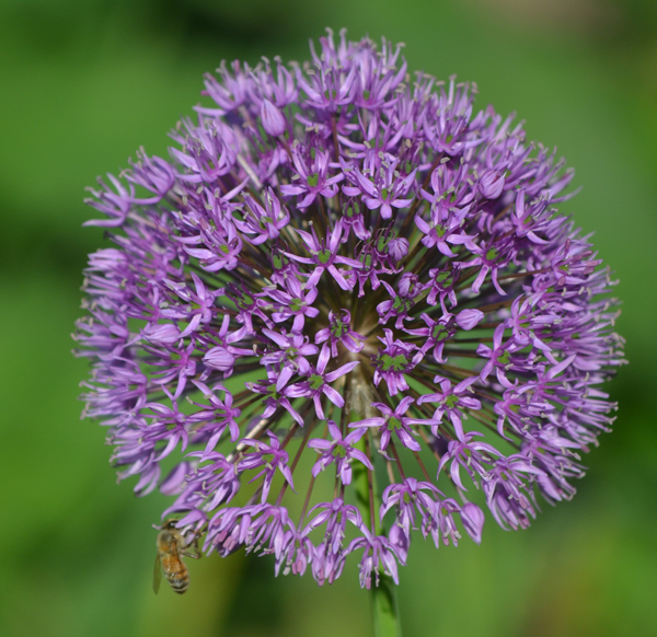 Blumengruß zum Wochenende