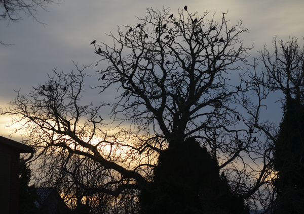 Dezember-Fensterblick