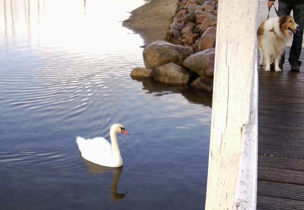 Begegnung Schwan und Hund