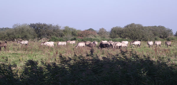 Wildpferde machen sich bereit
