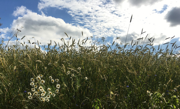 Blumen im Kornfeld