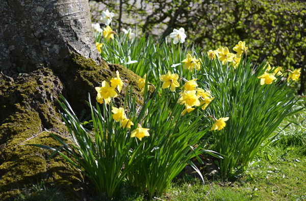 Blumenpracht im April