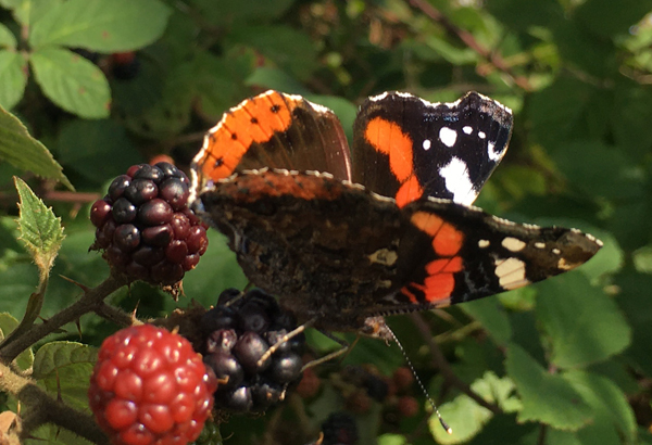 Brombeer Schmetterling