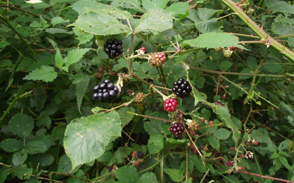 Brombeeren