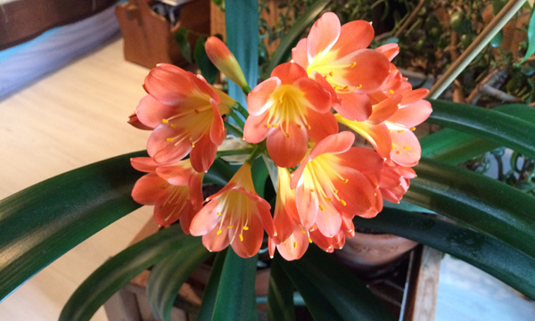 Es bl&uuml;ht auch drinnen