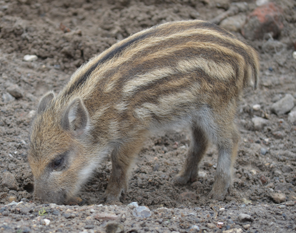 Ein Wildschwein