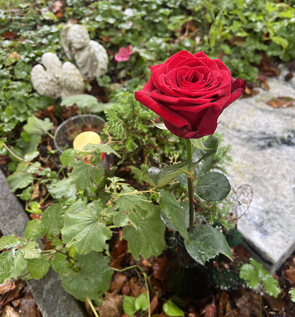 Erinnerung am Geburtstag