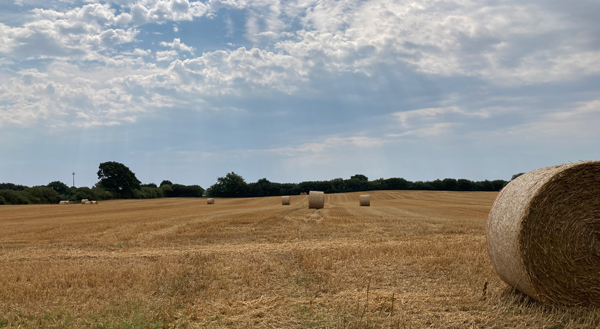 Ernte im August 2022