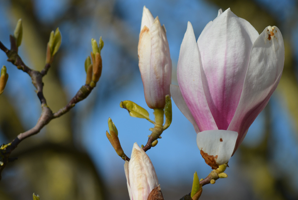 Blüten und Blätter
