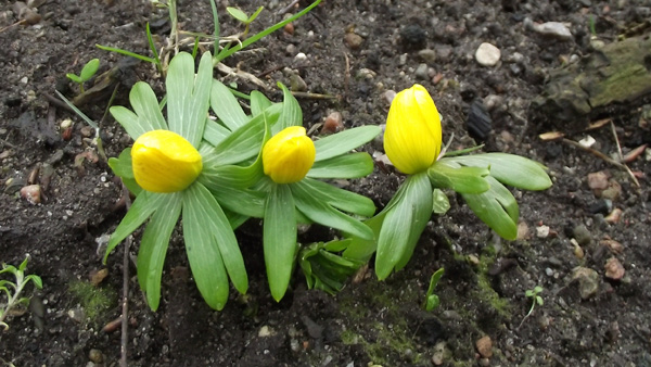 erste Blumen 2013