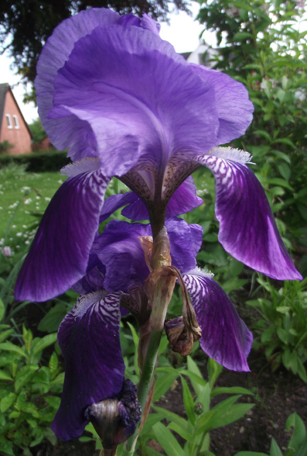 in voller Bl&uuml;te 