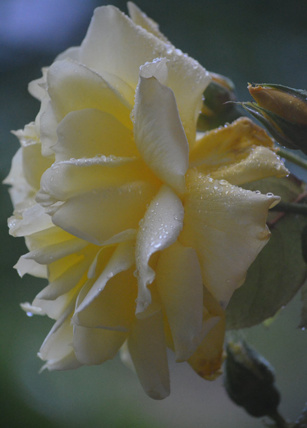 Tropfen auf Rosenbl&uuml;te