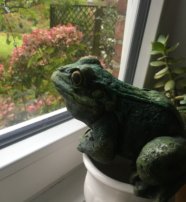 Frosch schaut