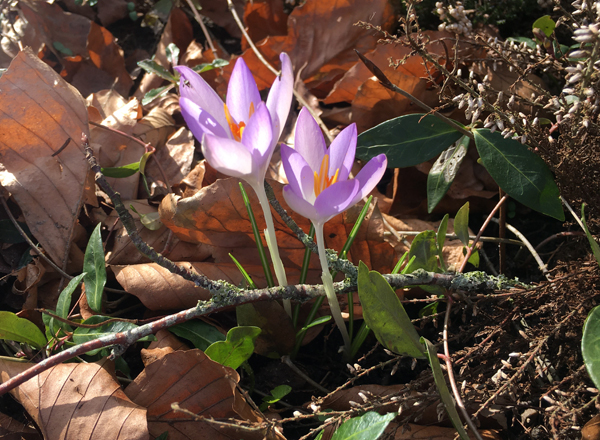 Frühlingsblumen