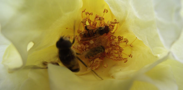 Gedrängel in der Rosenblüte