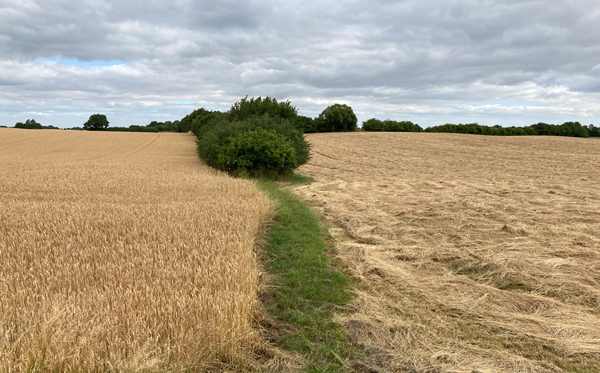 Gemäht und nicht gemäht