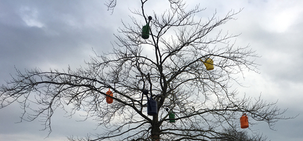 Gießkannenbaum