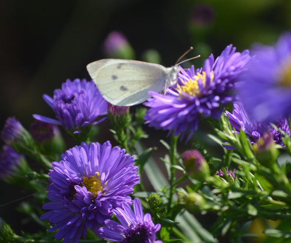 goldener Septembertag