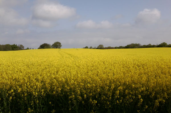 gro&szlig;es Gelb im Mai