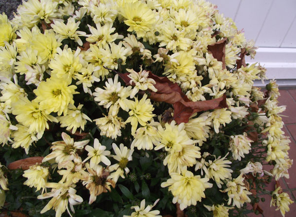 Herbstblumen 2013