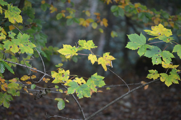 Herbststimmung im Wald