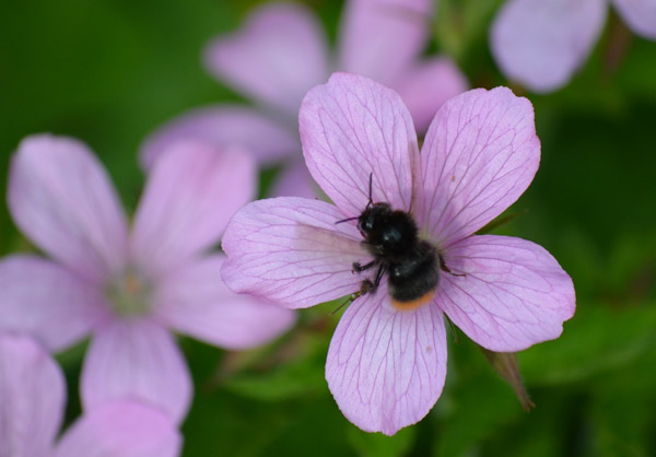 Insekten-Besuch im Garten