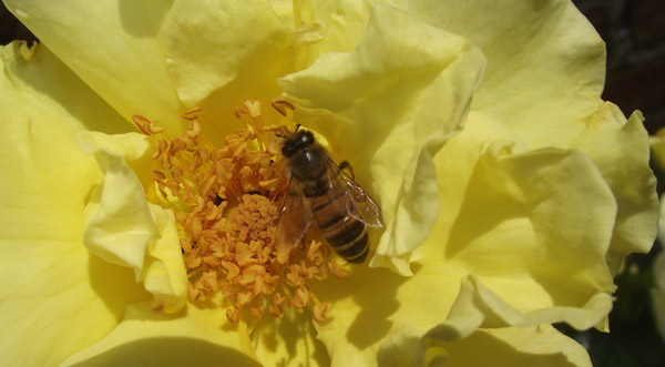Insekt in Bl&uuml;te