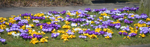 Blumengruß in Jerrishoe