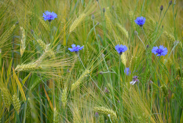 Kornblumen