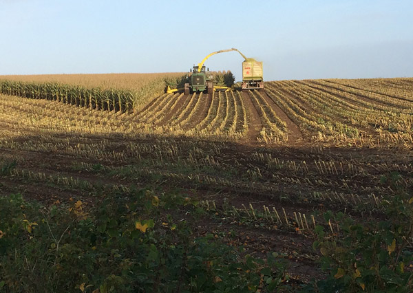 Maisernte Oktober 2015