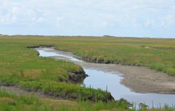 Marschlandschaft