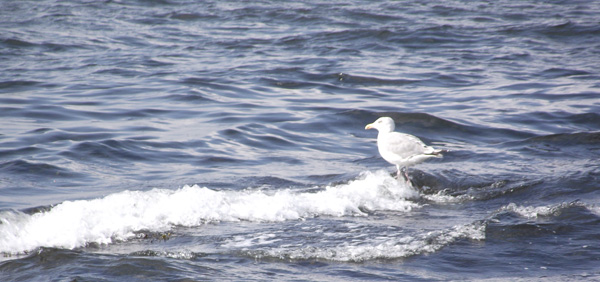M&ouml;we traut sich nicht