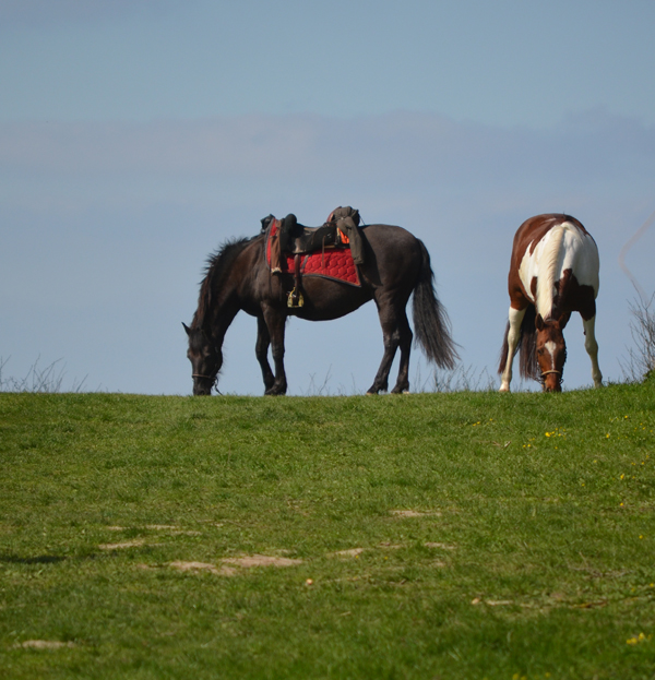 Pferde auf der Birk