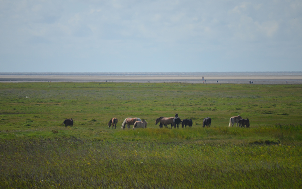 Pferde auf den Wattwiesen