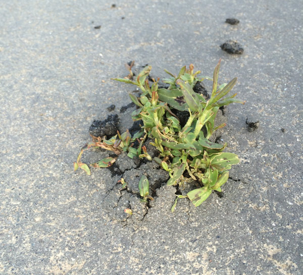 Flanzen wachsen durch die Teerdecke