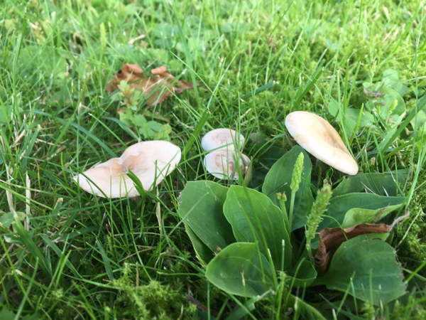 Pilze auf dem Rasen