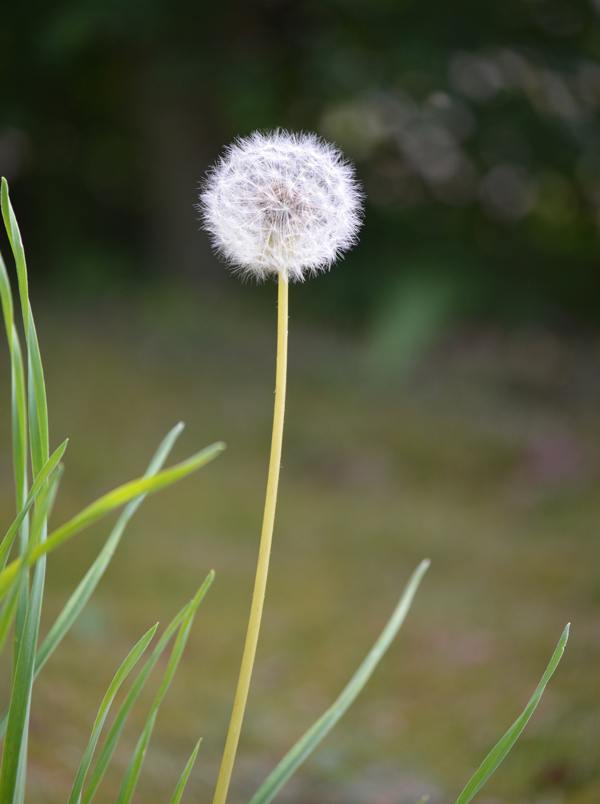 Pusteblume Pfingsten 2024