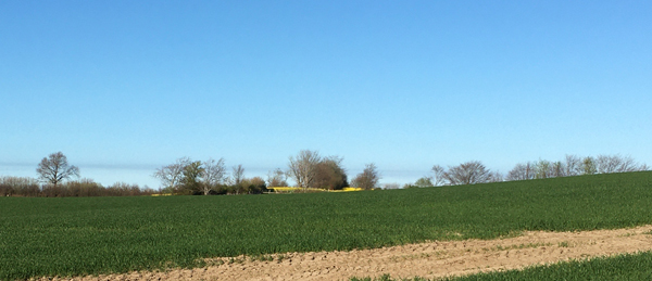 Rapsfeld in der Ferne