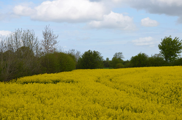 Rapsfeld