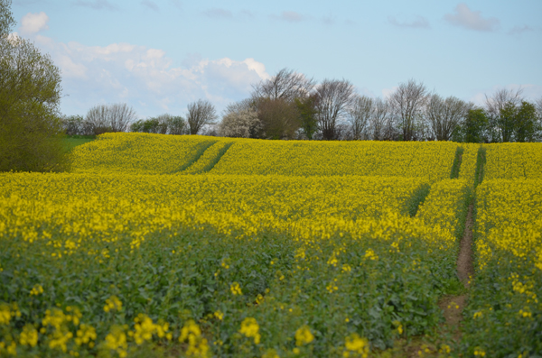 Raps - noch nicht in voller Blüte