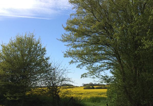 Rapsfeld an der B199 im Mai 2017