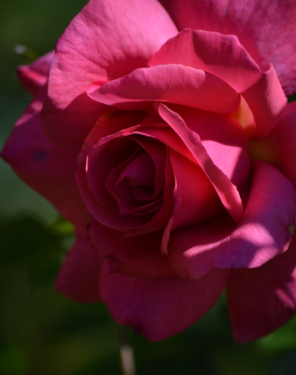 Rose im Garten