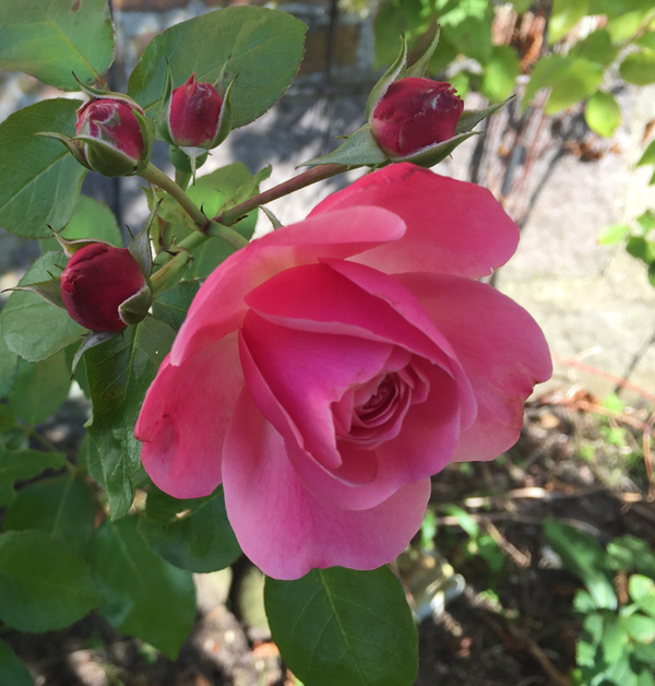 Sontagsrose