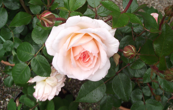 Rosenbild