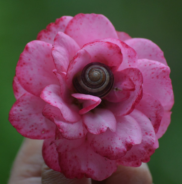 Rosenschnecke - Schneckenrose