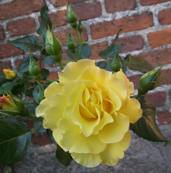 Rosenzauber vor dem Herbst