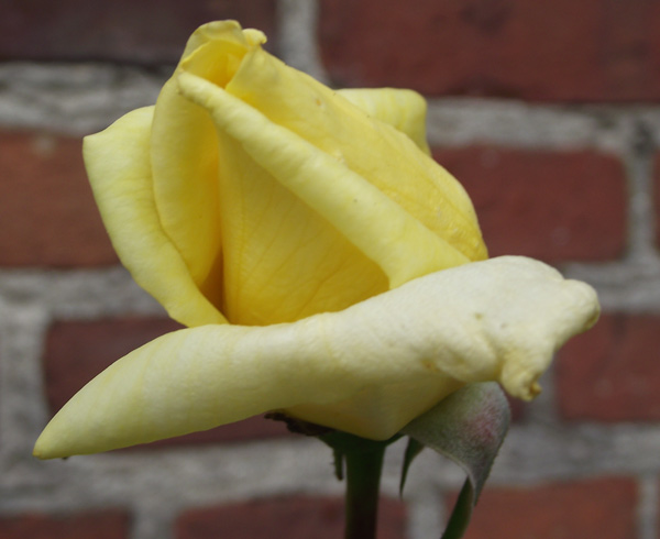 Samstagsrose