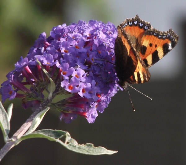 Schmeeterling auf Bl&uuml;te