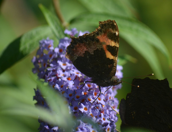 Schmetterling August 2015