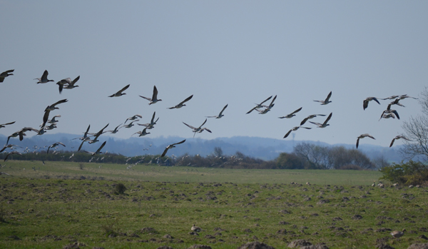 Im Naturschutzgebiet
